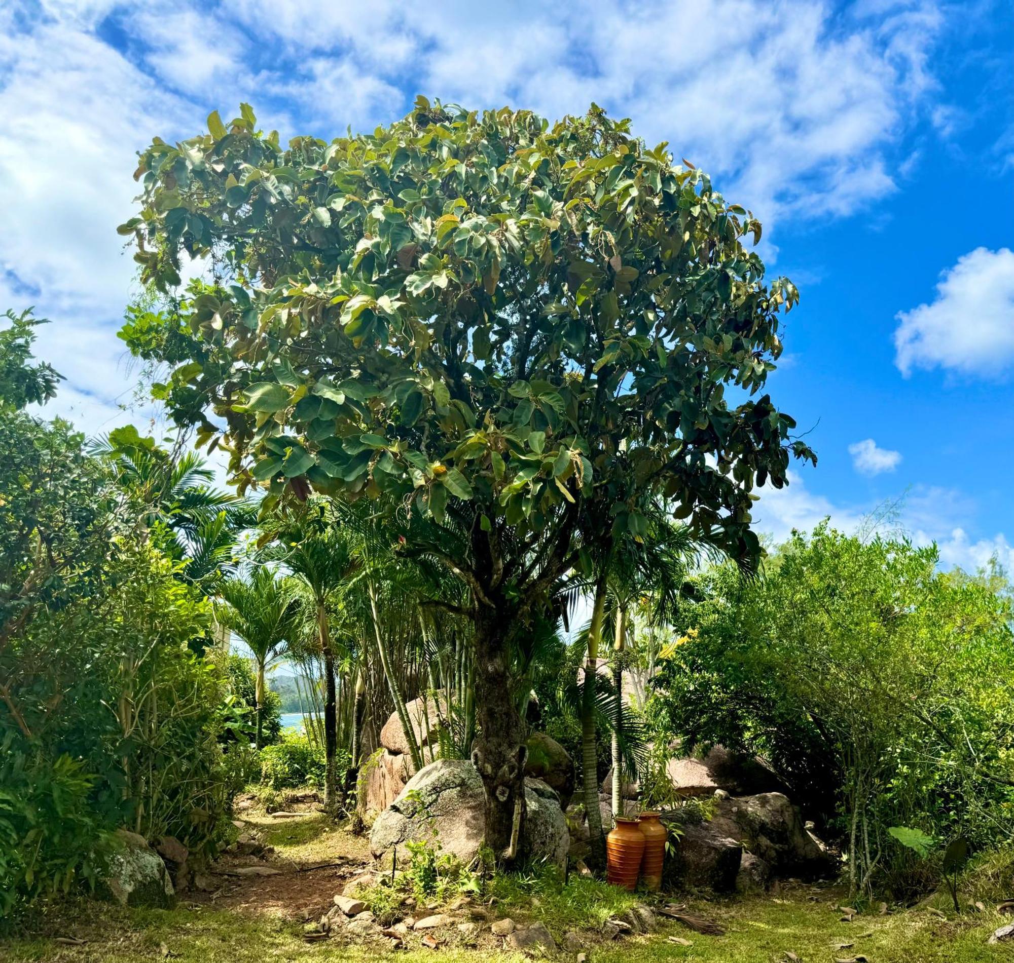 Jardin Marron Lejlighed Baie Sainte Anne Eksteriør billede